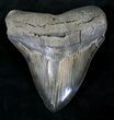 Serrated Megalodon Tooth - South Carolina #21237-1